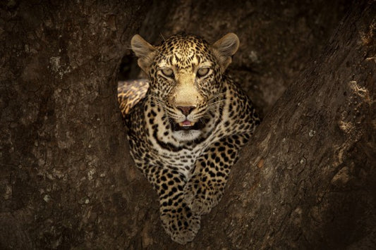 輸入壁紙 カスタム壁紙 PHOTOWALL / Leopard Resting on a Tree at Masai Mara (e29464)