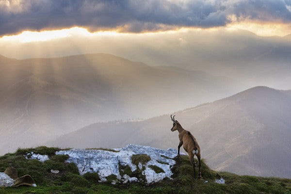 輸入壁紙 カスタム壁紙 PHOTOWALL / Chamois in Piatra Craiului Romania (e29634)