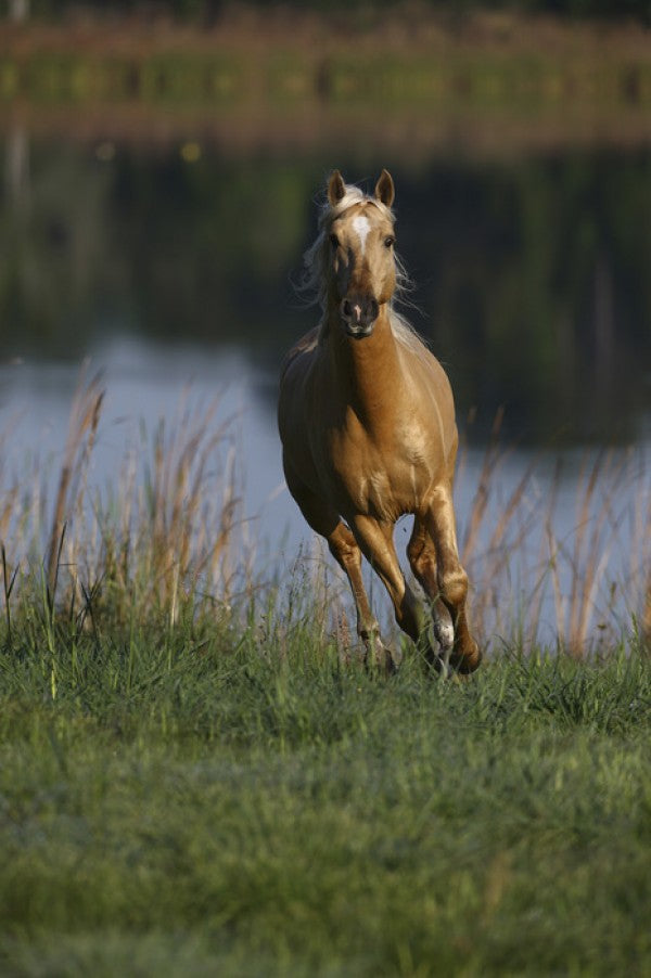 輸入壁紙 カスタム壁紙 PHOTOWALL / Palomino Lusitano II (e29725)