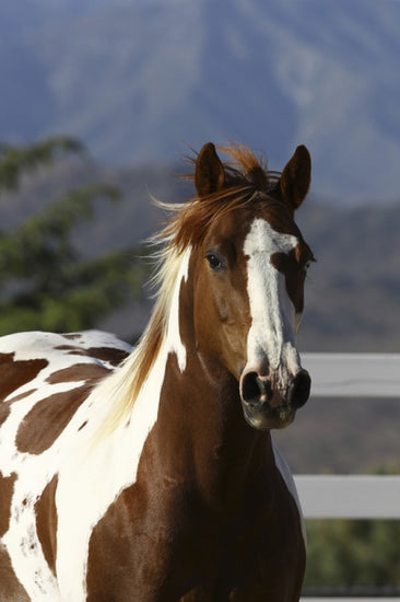 輸入壁紙 カスタム壁紙 PHOTOWALL / Quarter Horse Close Up I (e29728)