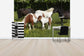 輸入壁紙 カスタム壁紙 PHOTOWALL / Shetland Ponies (e29736)