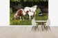 輸入壁紙 カスタム壁紙 PHOTOWALL / Shetland Ponies (e29736)