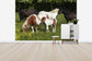 輸入壁紙 カスタム壁紙 PHOTOWALL / Shetland Ponies (e29736)