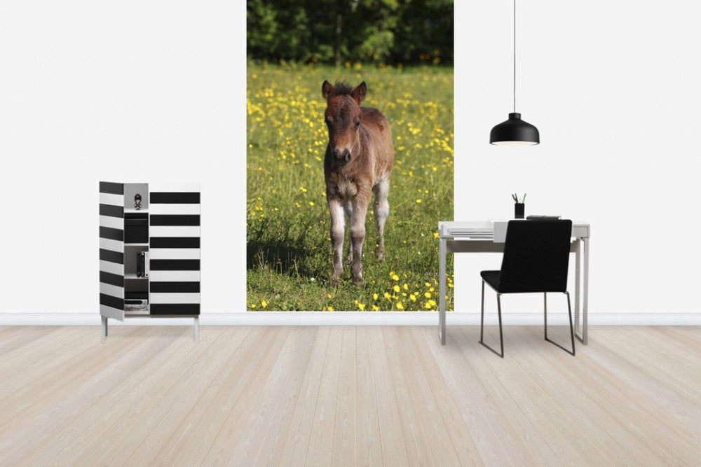 輸入壁紙 カスタム壁紙 PHOTOWALL / Shetland Pony Foal (e29737)