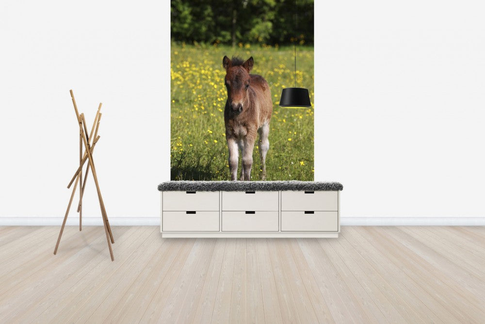 輸入壁紙 カスタム壁紙 PHOTOWALL / Shetland Pony Foal (e29737)