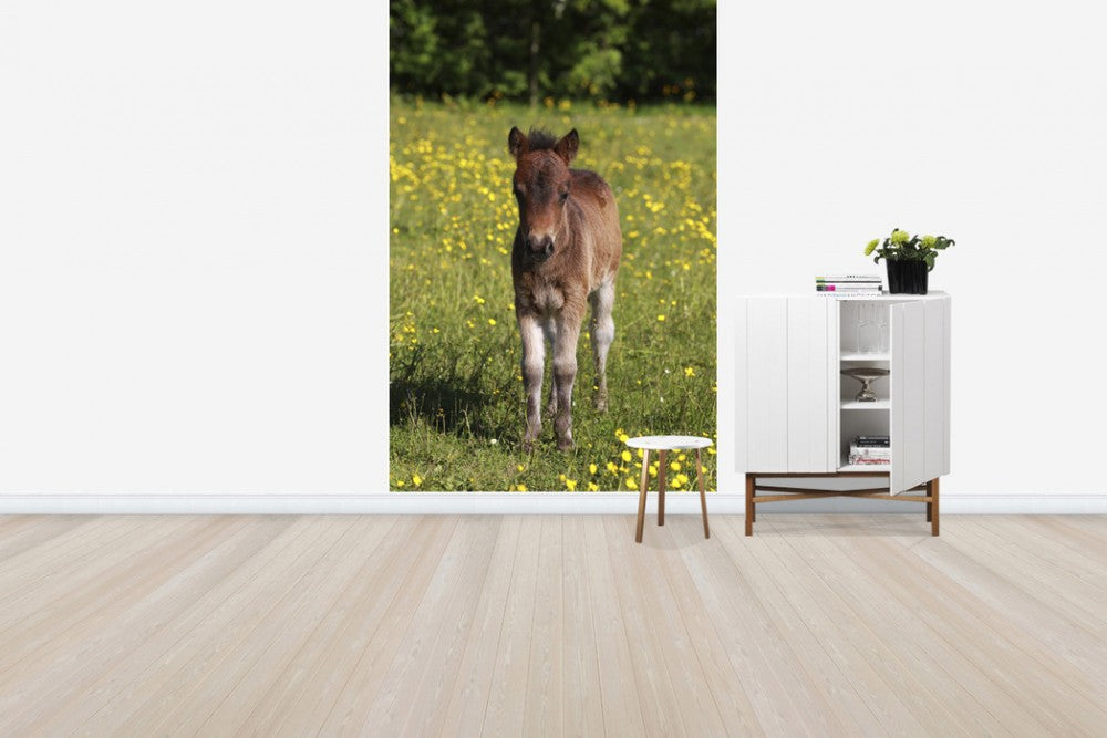 輸入壁紙 カスタム壁紙 PHOTOWALL / Shetland Pony Foal (e29737)