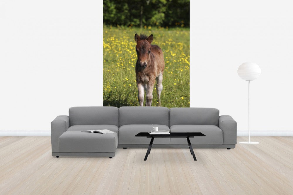 輸入壁紙 カスタム壁紙 PHOTOWALL / Shetland Pony Foal (e29737)