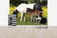 輸入壁紙 カスタム壁紙 PHOTOWALL / Shetland Ponies Foal and Mother (e29738)