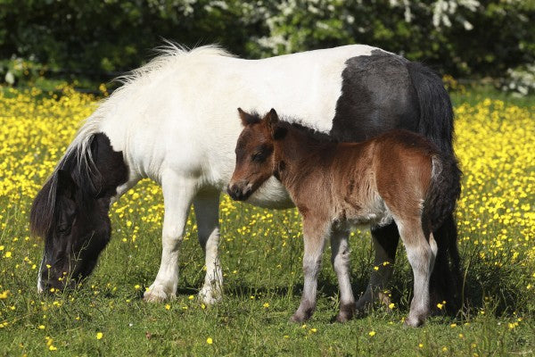 輸入壁紙 カスタム壁紙 PHOTOWALL / Shetland Ponies Foal and Mother (e29738)