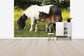 輸入壁紙 カスタム壁紙 PHOTOWALL / Shetland Ponies Foal and Mother (e29738)