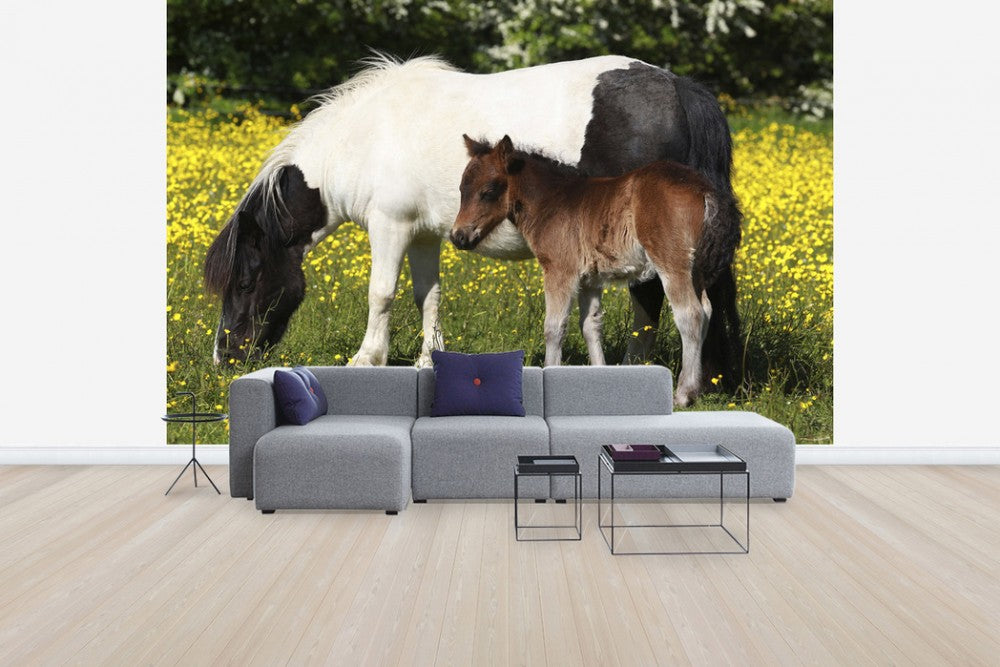 輸入壁紙 カスタム壁紙 PHOTOWALL / Shetland Ponies Foal and Mother (e29738)