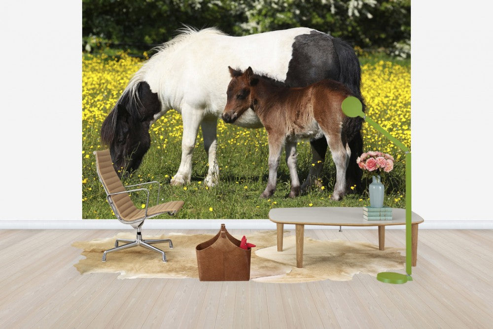 輸入壁紙 カスタム壁紙 PHOTOWALL / Shetland Ponies Foal and Mother (e29738)