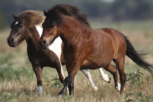 輸入壁紙 カスタム壁紙 PHOTOWALL / Shetland Ponies in Field (e29741)