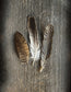 輸入壁紙 カスタム壁紙 PHOTOWALL / Feathers on Wood II (e25891)