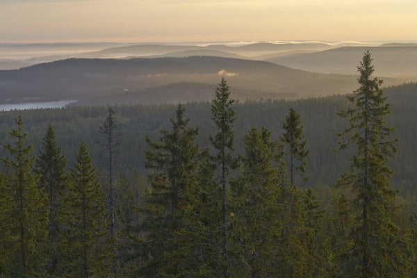 輸入壁紙 カスタム壁紙 PHOTOWALL / Skuleskogen National Park Spruces, Sweden (e40431)