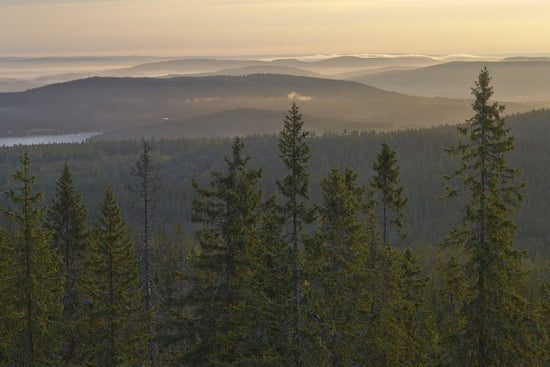 輸入壁紙 カスタム壁紙 PHOTOWALL / Skuleskogen National Park Spruces, Sweden (e40431)