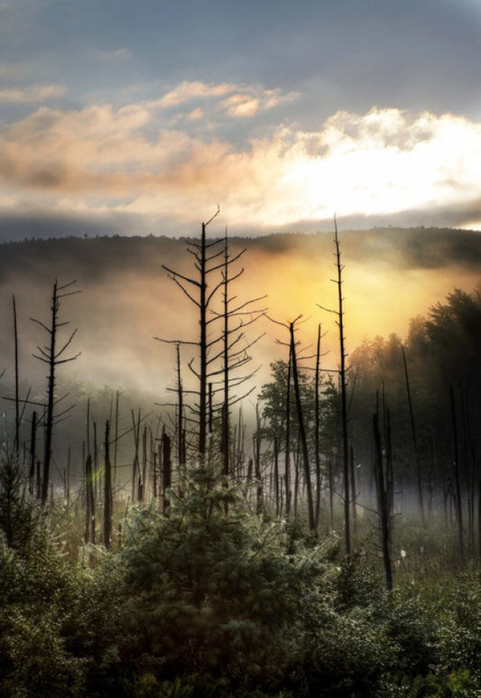 輸入壁紙 カスタム壁紙 PHOTOWALL / Vermont Swamp at Sunrise (e30180)