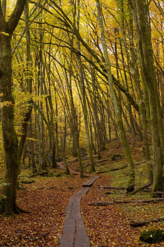 輸入壁紙 カスタム壁紙 PHOTOWALL / Path through Beech Wood (e40485)