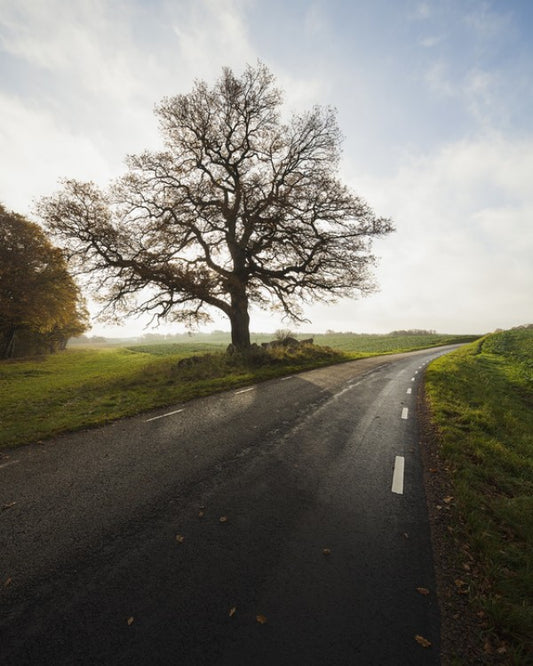 輸入壁紙 カスタム壁紙 PHOTOWALL / Majestic Tree by Road (e40486)