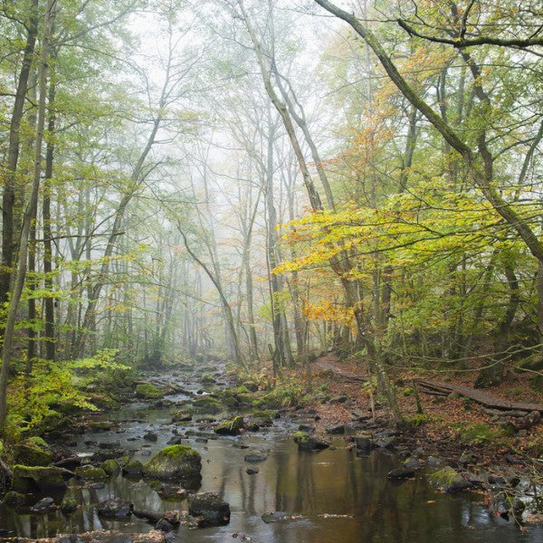 輸入壁紙 カスタム壁紙 PHOTOWALL / Stream in Swedish Beech Forest I (e40490)