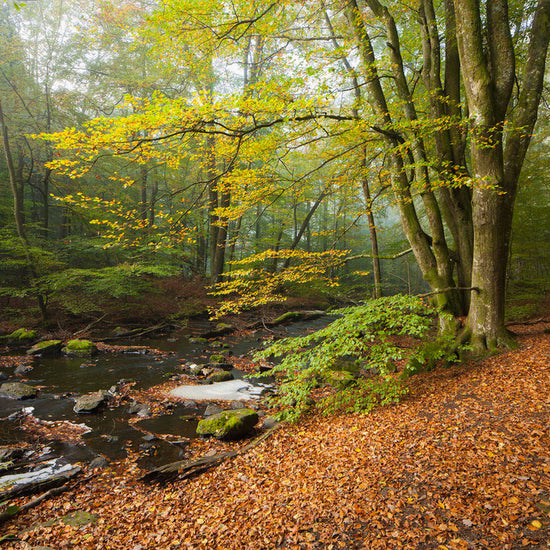 輸入壁紙 カスタム壁紙 PHOTOWALL / Stream in Swedish Beech Forest II (e40491)