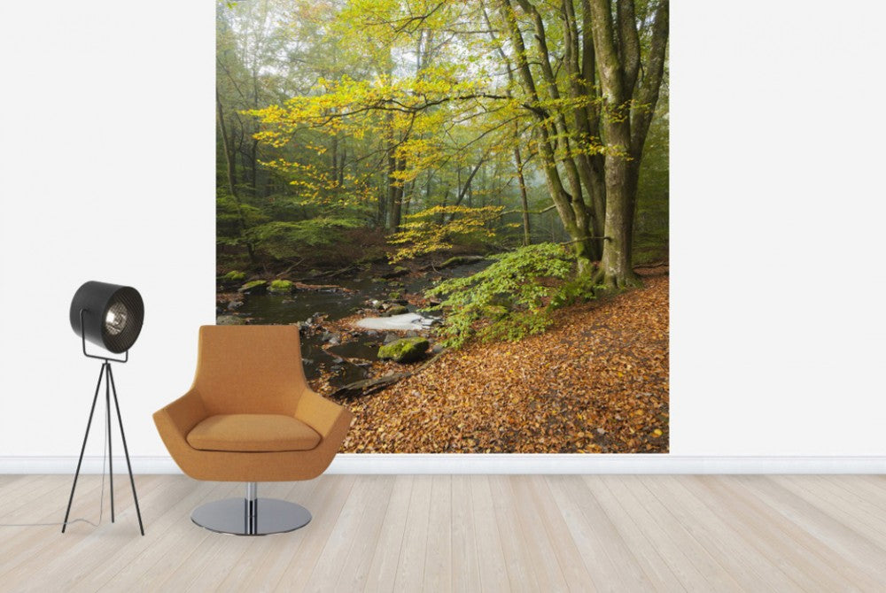 輸入壁紙 カスタム壁紙 PHOTOWALL / Stream in Swedish Beech Forest II (e40491)