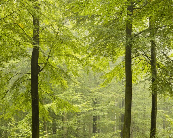 輸入壁紙 カスタム壁紙 PHOTOWALL / Beech Forest in Torup, Sweden I (e40492)