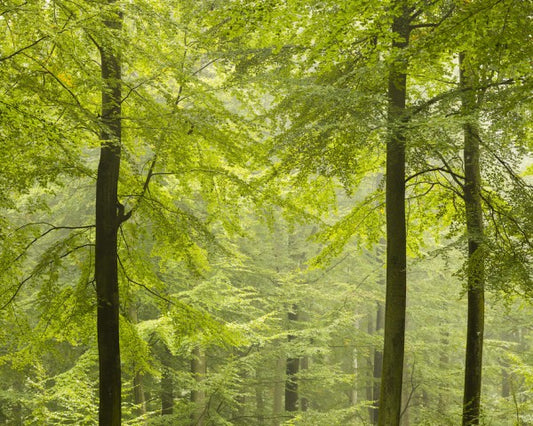 輸入壁紙 カスタム壁紙 PHOTOWALL / Beech Forest in Torup, Sweden I (e40492)