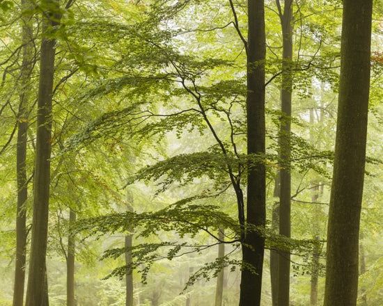 輸入壁紙 カスタム壁紙 PHOTOWALL / Beech Forest in Torup, Sweden II (e40493)