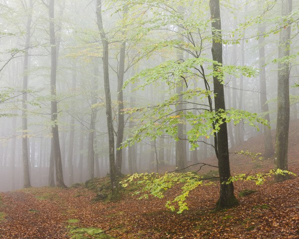 輸入壁紙 カスタム壁紙 PHOTOWALL / Klova Hallar Beech Forest, Sweden I (e40494)