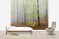 輸入壁紙 カスタム壁紙 PHOTOWALL / Klova Hallar Beech Forest, Sweden I (e40494)