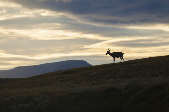 輸入壁紙 カスタム壁紙 PHOTOWALL / Reindeer at Helagsfjallet, Sweden (e40513)