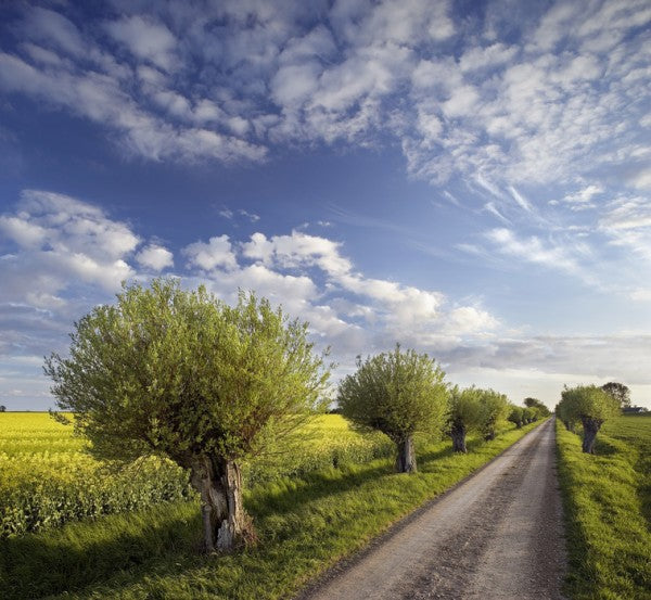 輸入壁紙 カスタム壁紙 PHOTOWALL / Willow in Skane, Sweden (e40564)