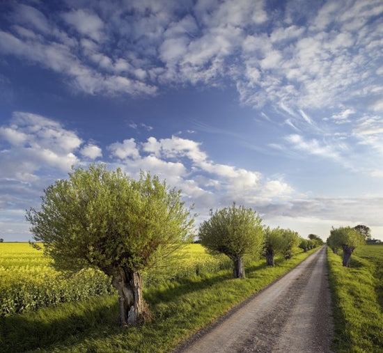 輸入壁紙 カスタム壁紙 PHOTOWALL / Willow in Skane, Sweden (e40564)