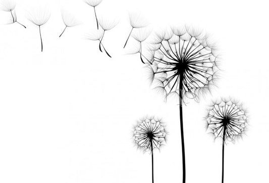 輸入壁紙 カスタム壁紙 PHOTOWALL / Silhouette of Dandelions Seeds (e40699)