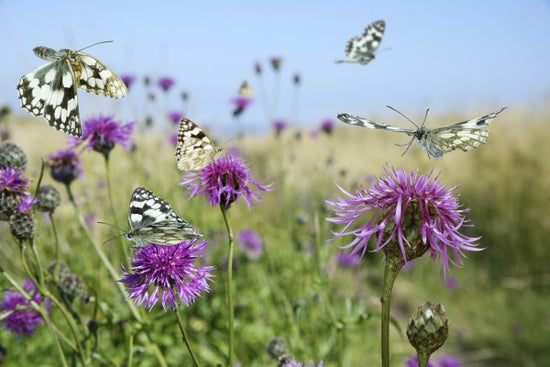 輸入壁紙 カスタム壁紙 PHOTOWALL / Marbled White Butterflies (e40850)