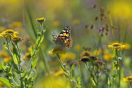 輸入壁紙 カスタム壁紙 PHOTOWALL / Painted Lady Butterfly (e40851)