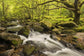 輸入壁紙 カスタム壁紙 PHOTOWALL / River Plym in Dewerstone Wood (e40854)