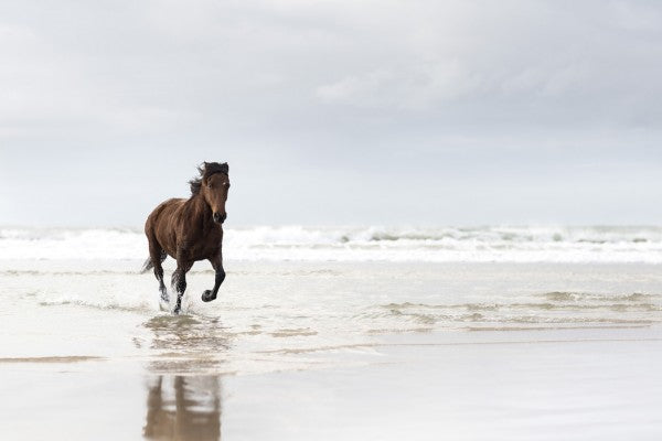 輸入壁紙 カスタム壁紙 PHOTOWALL / Gallopping on the Beach (e40981)