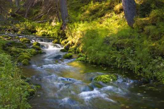 輸入壁紙 カスタム壁紙 PHOTOWALL / Finnish Forest River (e41145)