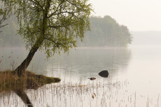 輸入壁紙 カスタム壁紙 PHOTOWALL / Tree at Swedish Lake (e41169)