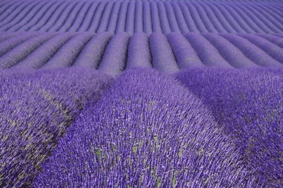 輸入壁紙 カスタム壁紙 PHOTOWALL / Purple Lavender Field (e41176)