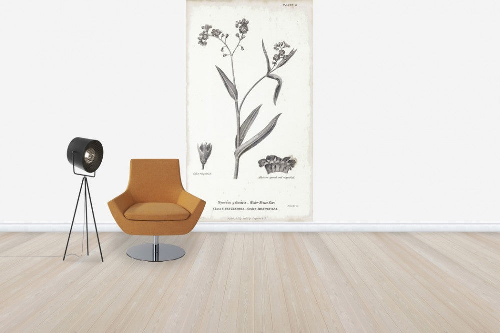 輸入壁紙 カスタム壁紙 PHOTOWALL / Botanical Chart - Water Mouse Ear (e50064)