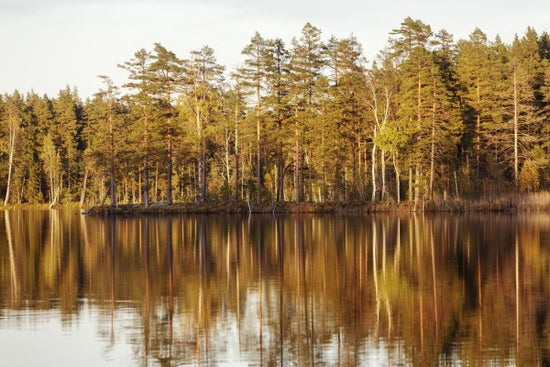 輸入壁紙 カスタム壁紙 PHOTOWALL / Trees of Ga?strikland, Sweden (e31055)