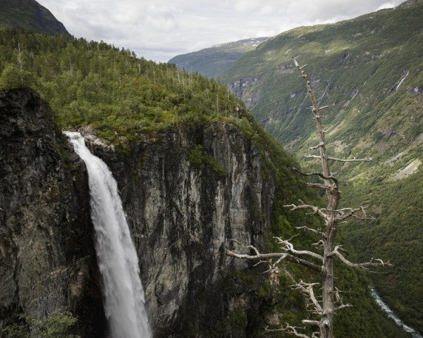 輸入壁紙 カスタム壁紙 PHOTOWALL / Bare Tree at Vettisfossen (e31067)