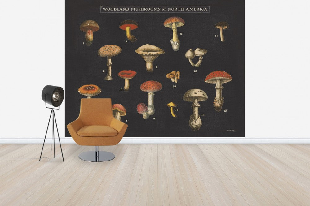 輸入壁紙 カスタム壁紙 PHOTOWALL / Mushroom Chart I (e50234)