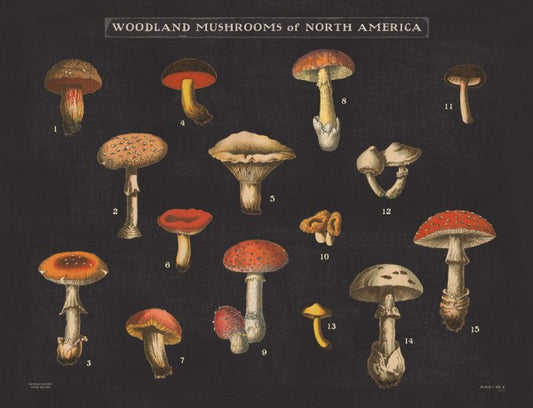 輸入壁紙 カスタム壁紙 PHOTOWALL / Mushroom Chart I (e50234)