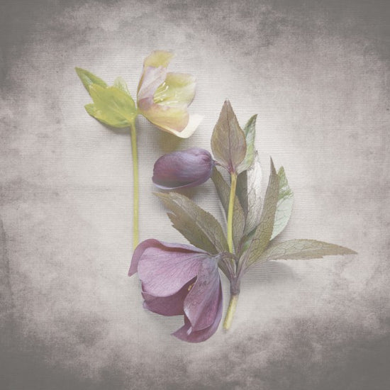 輸入壁紙 カスタム壁紙 PHOTOWALL / Vintage Hellebore Study VII (e50242)