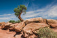 輸入壁紙 カスタム壁紙 PHOTOWALL / Desert tree in Utah (e50271)