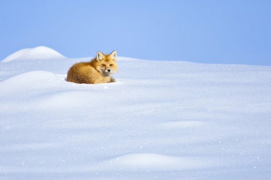 輸入壁紙 カスタム壁紙 PHOTOWALL / A Red Fox Waking up, Yellowstone National Park (e31085)